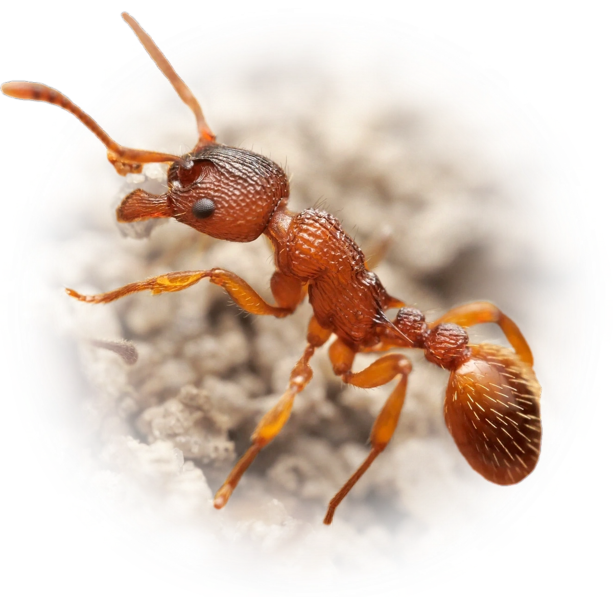 Scientific illustration of Myrmica sabuleti ant - showing key identification features including head, thorax, and gaster.