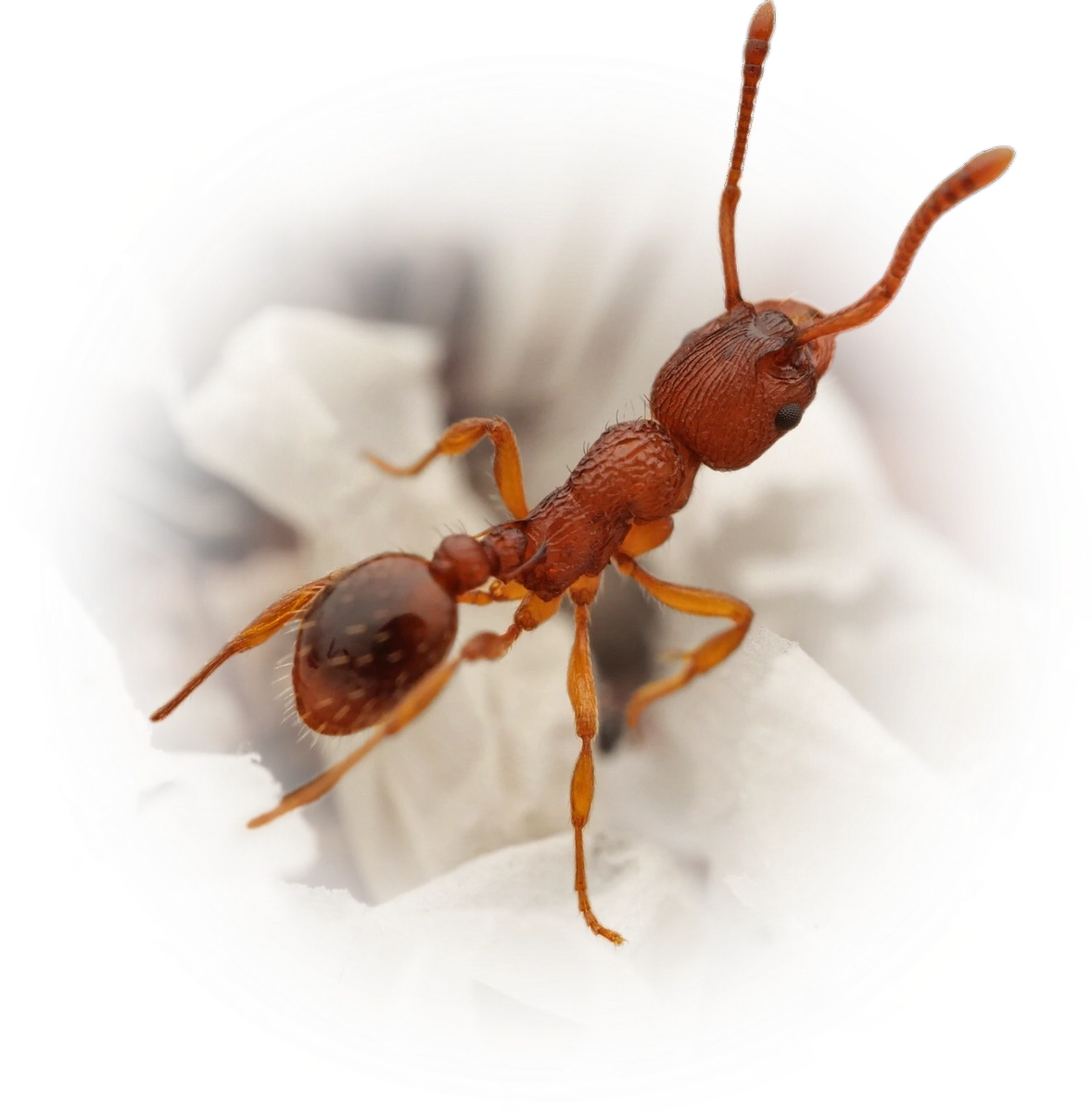 Scientific illustration of Myrmica scabrinodis (Scabrous Ant) - showing key identification features including head, thorax, and gaster.