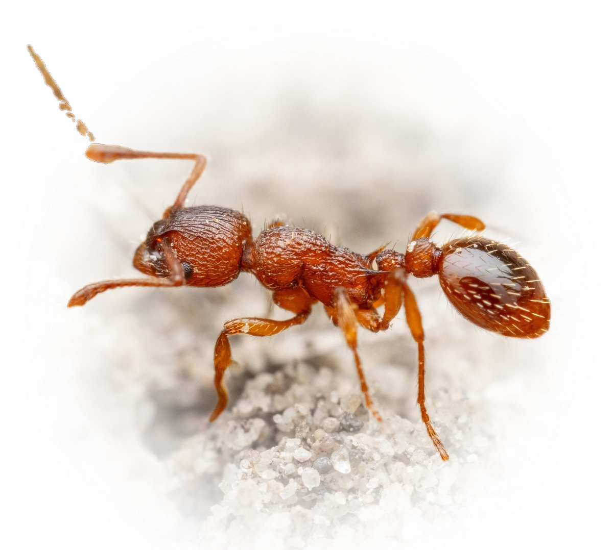 Scientific illustration of Myrmica specioides ant - showing key identification features including head, thorax, and gaster.