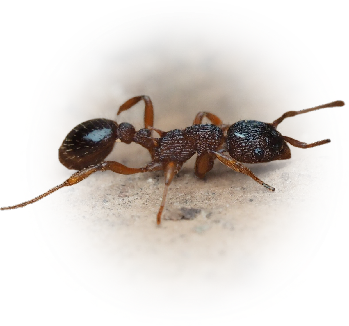 Scientific illustration of Myrmica spinosior ant - showing key identification features including head, thorax, and gaster.