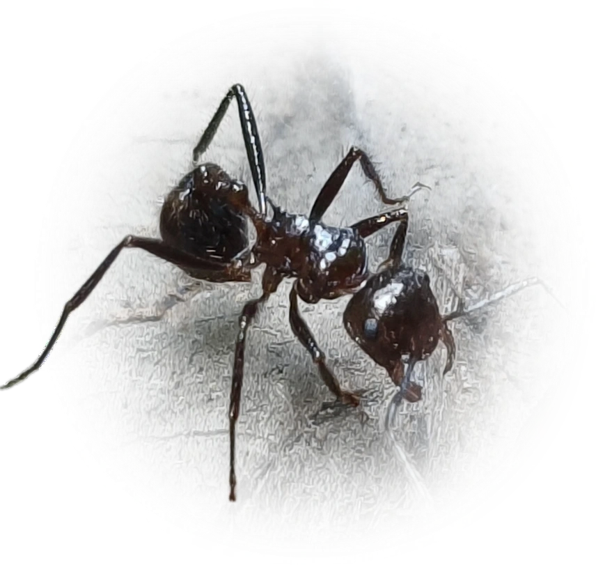 Scientific illustration of Myrmicaria brunnea (Brown Droptail Ant) - showing key identification features including head, thorax, and gaster.