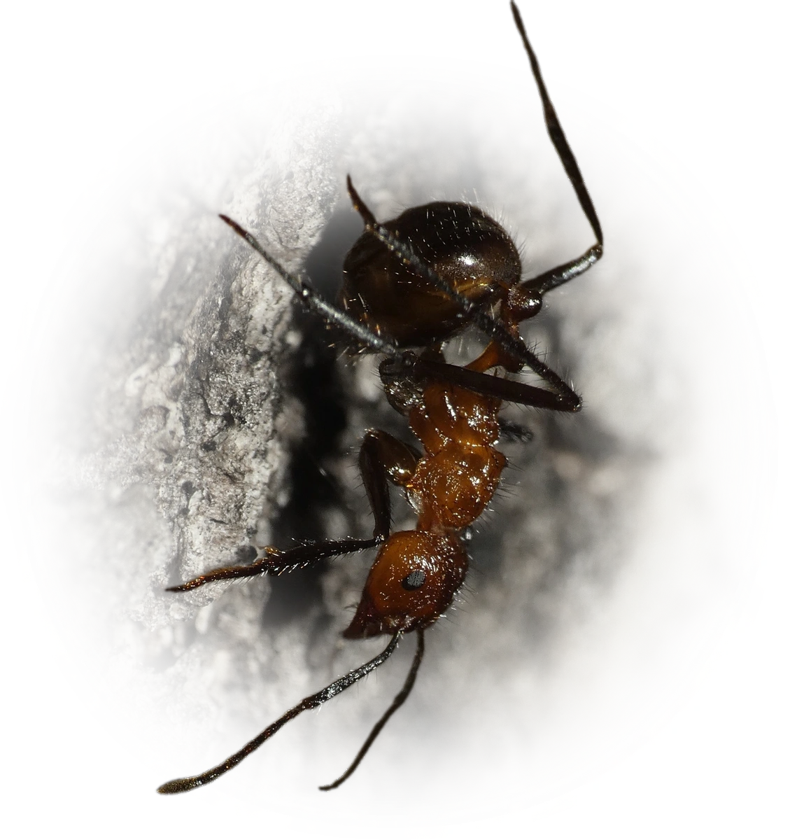 Scientific illustration of Myrmicaria natalensis (Natal droptail ant) - showing key identification features including head, thorax, and gaster.
