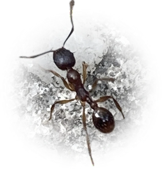 Scientific illustration of Aphaenogaster rudis (Winnow Ant) - showing key identification features including head, thorax, and gaster.