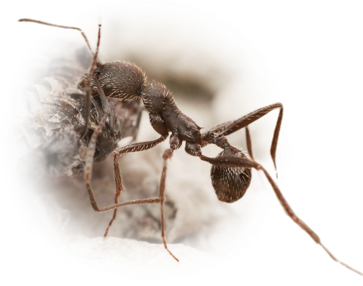 Scientific illustration of Aphaenogaster senilis ant - showing key identification features including head, thorax, and gaster.