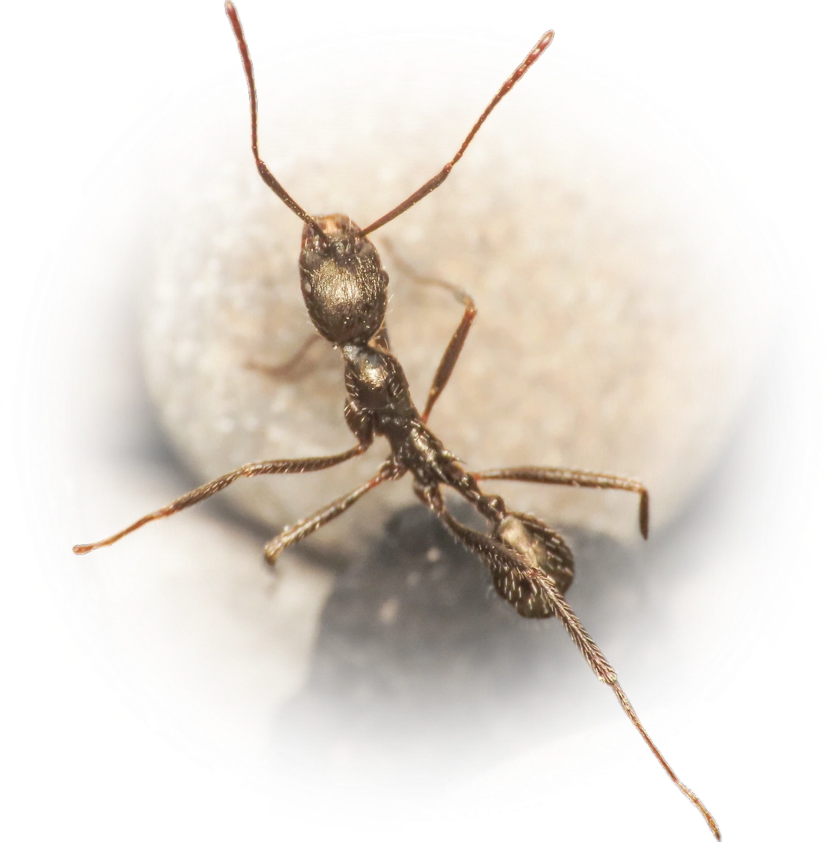 Scientific illustration of Aphaenogaster spinosa ant - showing key identification features including head, thorax, and gaster.