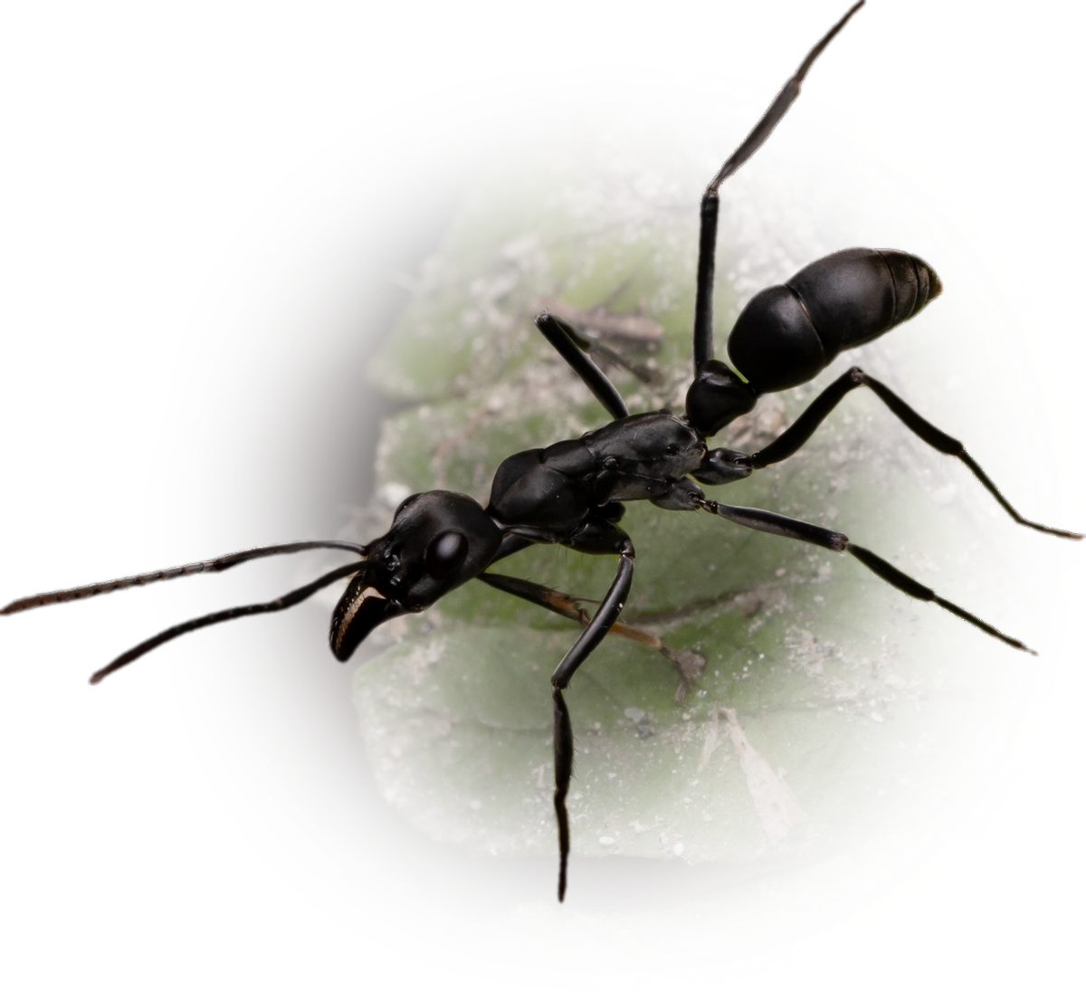 Scientific illustration of Neoponera verenae ant - showing key identification features including head, thorax, and gaster.