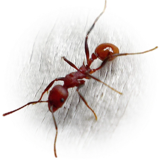 Scientific illustration of Aphaenogaster tennesseensis (Tennessee Collared Ant) - showing key identification features including head, thorax, and gaster.