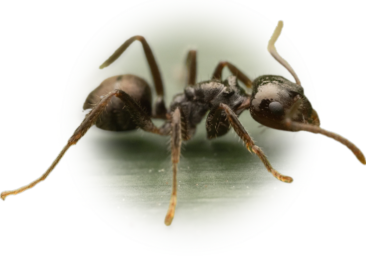 Scientific illustration of Notoncus capitatus ant - showing key identification features including head, thorax, and gaster.