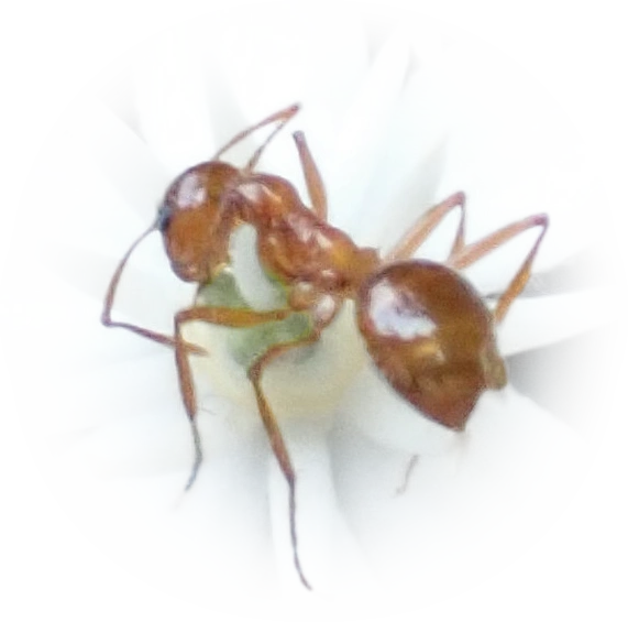 Scientific illustration of Notoncus spinisquamis ant - showing key identification features including head, thorax, and gaster.