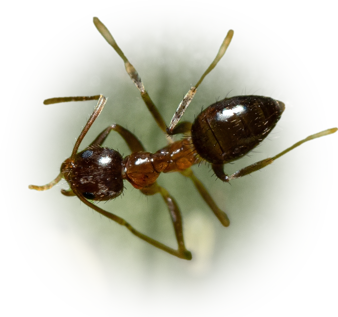 Scientific illustration of Nylanderia faisonensis (Woodland Crazy Ant) - showing key identification features including head, thorax, and gaster.