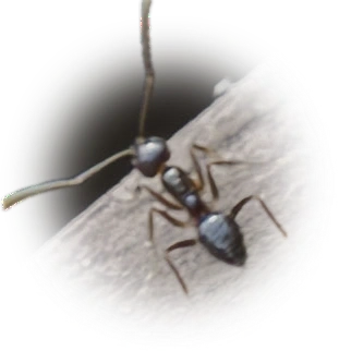 Scientific illustration of Nylanderia steinheili (West Indian Crazy Ant) - showing key identification features including head, thorax, and gaster.