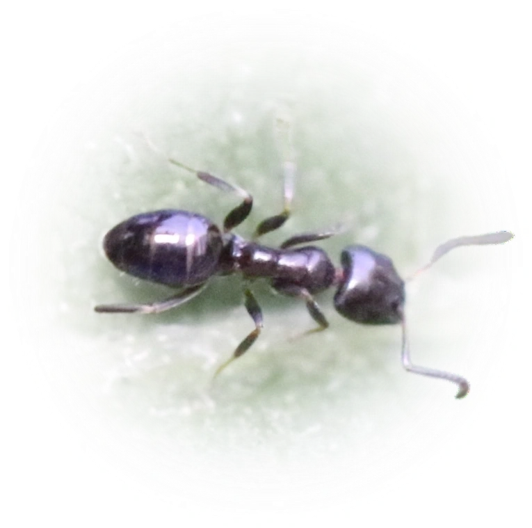Scientific illustration of Ochetellus glaber (Copper-bellied Ant) - showing key identification features including head, thorax, and gaster.
