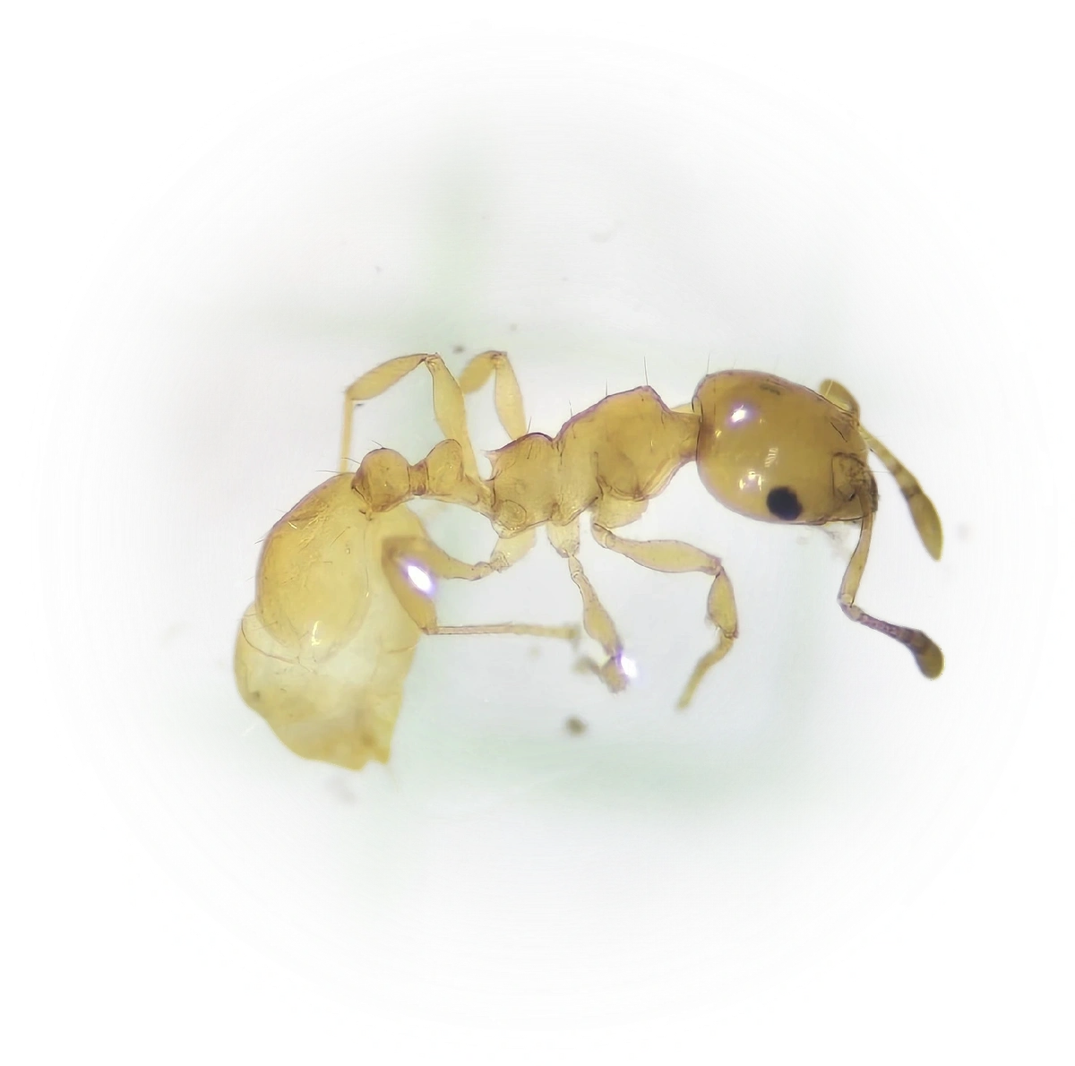 Scientific illustration of Ochetomyrmex neopolitus ant - showing key identification features including head, thorax, and gaster.