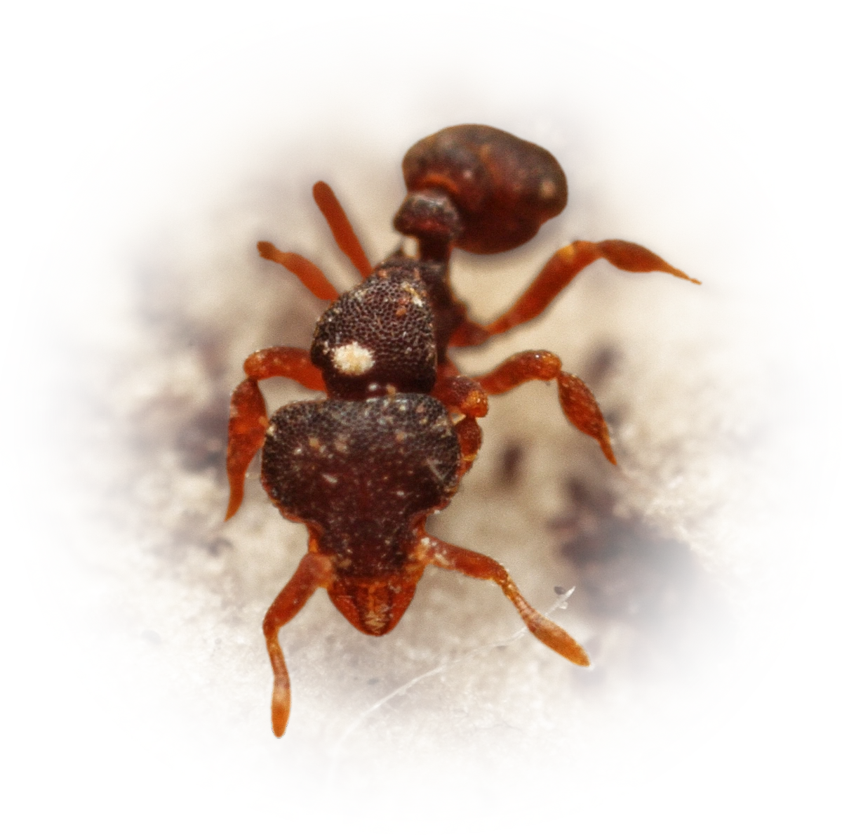 Scientific illustration of Octostruma balzani ant - showing key identification features including head, thorax, and gaster.
