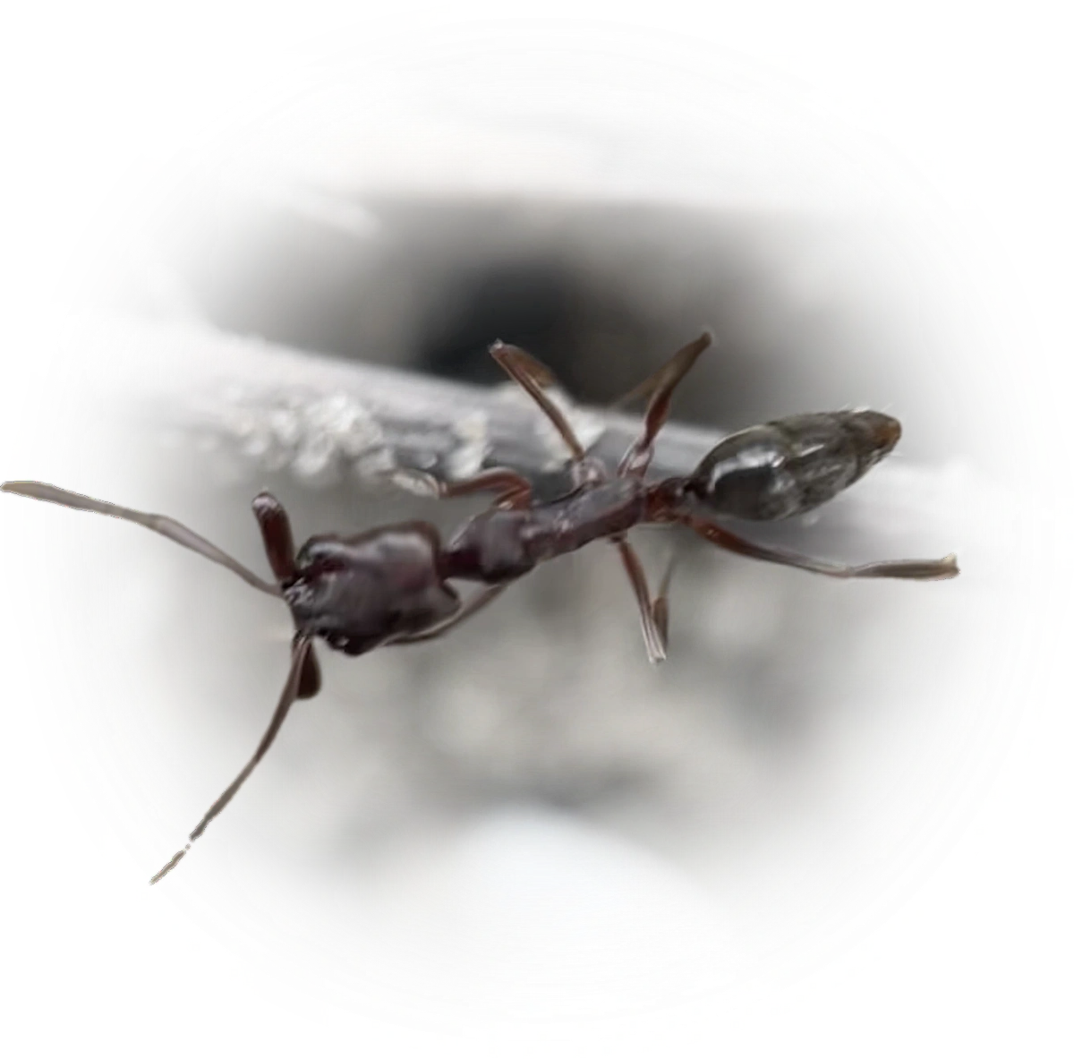 Scientific illustration of Odontomachus brunneus (Florida Trap-jaw Ant) - showing key identification features including head, thorax, and gaster.