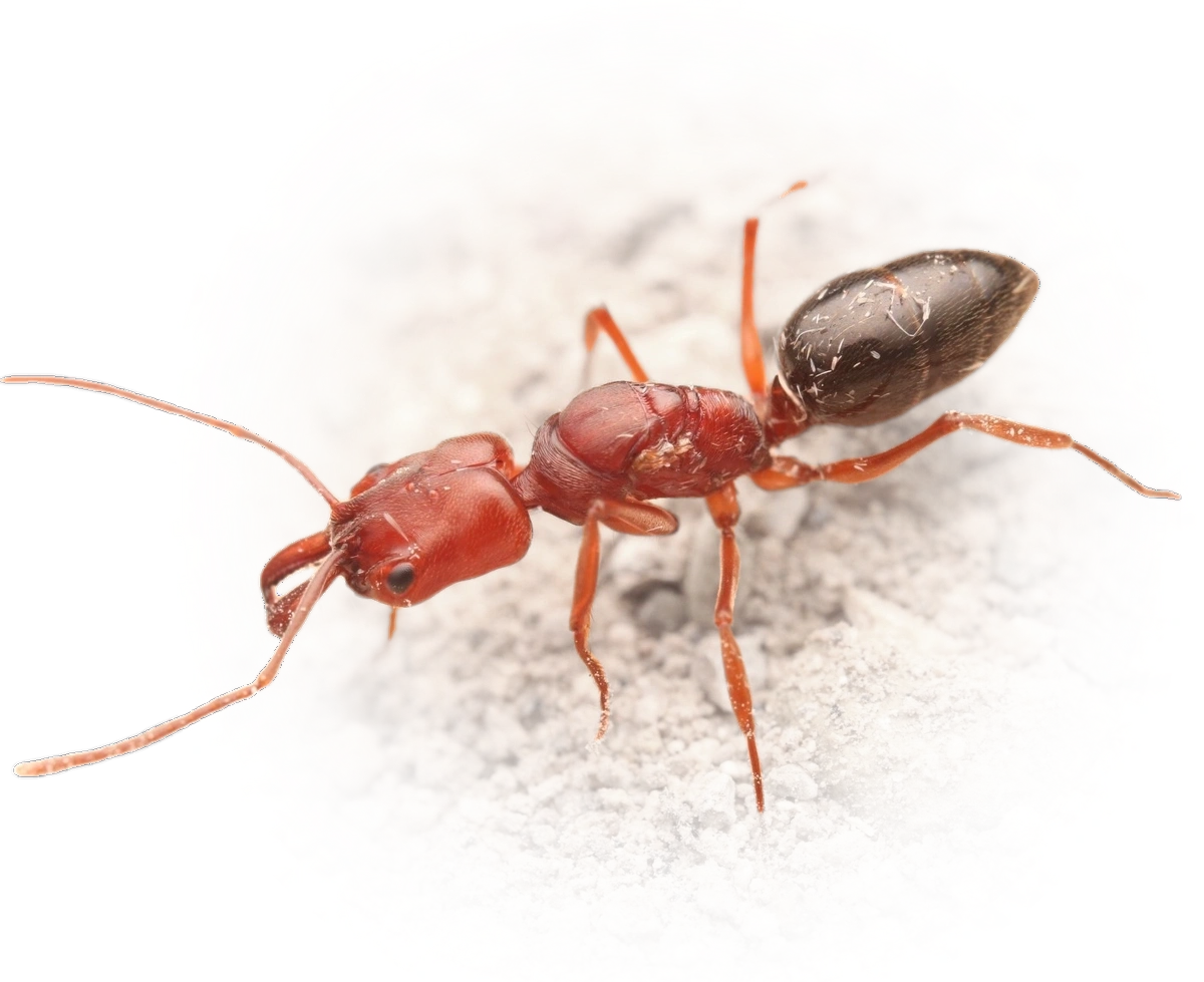 Scientific illustration of Odontomachus clarus ant - showing key identification features including head, thorax, and gaster.