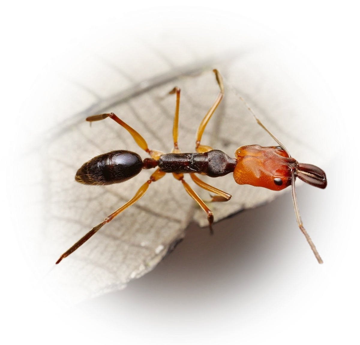 Scientific illustration of Odontomachus erythrocephalus ant - showing key identification features including head, thorax, and gaster.