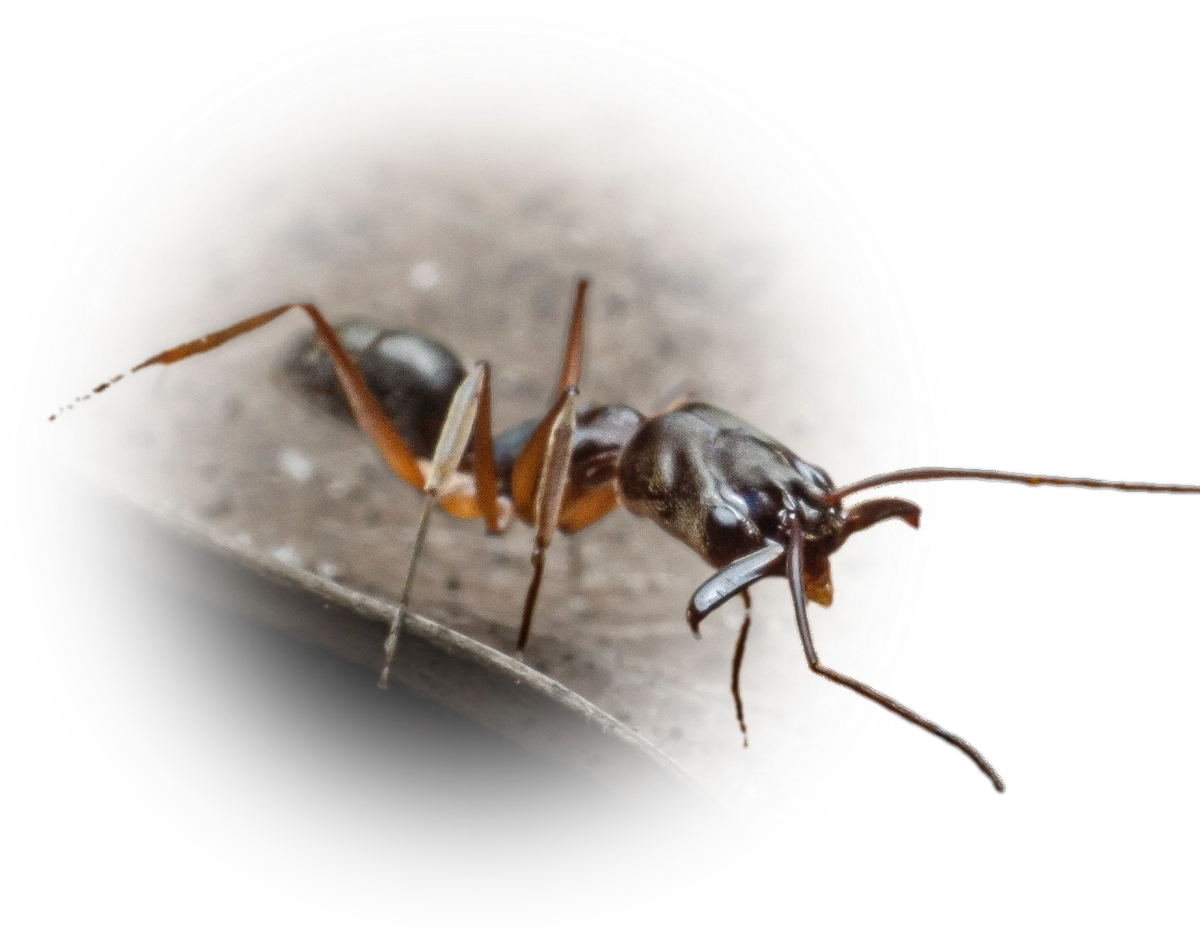 Scientific illustration of Odontomachus haematodus (Two-spined Trap-jaw Ant) - showing key identification features including head, thorax, and gaster.