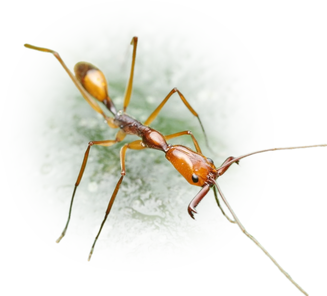 Scientific illustration of Odontomachus hastatus ant - showing key identification features including head, thorax, and gaster.