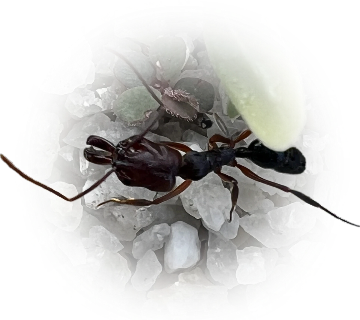 Scientific illustration of Odontomachus ruginodis (Rough-node Trap-jaw Ant) - showing key identification features including head, thorax, and gaster.