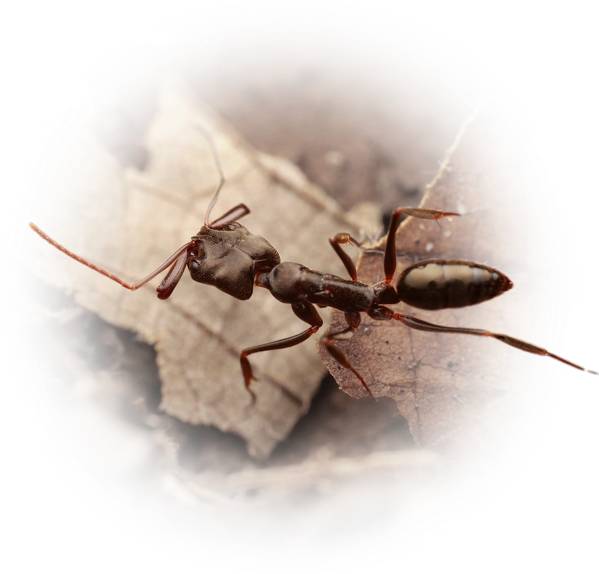 Scientific illustration of Odontomachus simillimus (Common Oriental Trap-jaw Ant) - showing key identification features including head, thorax, and gaster.