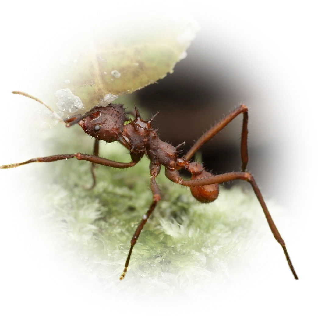 Scientific illustration of Acromyrmex octospinosus ant - showing key identification features including head, thorax, and gaster.