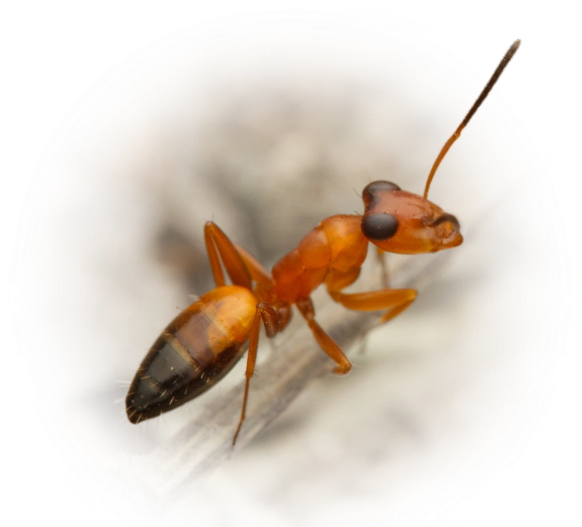 Scientific illustration of Opisthopsis haddoni (Haddon's Strobe ant) - showing key identification features including head, thorax, and gaster.