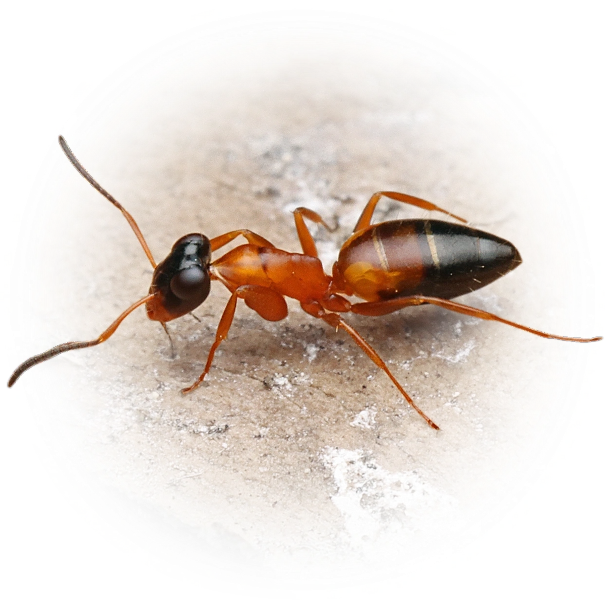 Scientific illustration of Opisthopsis rufithorax (black-headed strobe ant) - showing key identification features including head, thorax, and gaster.