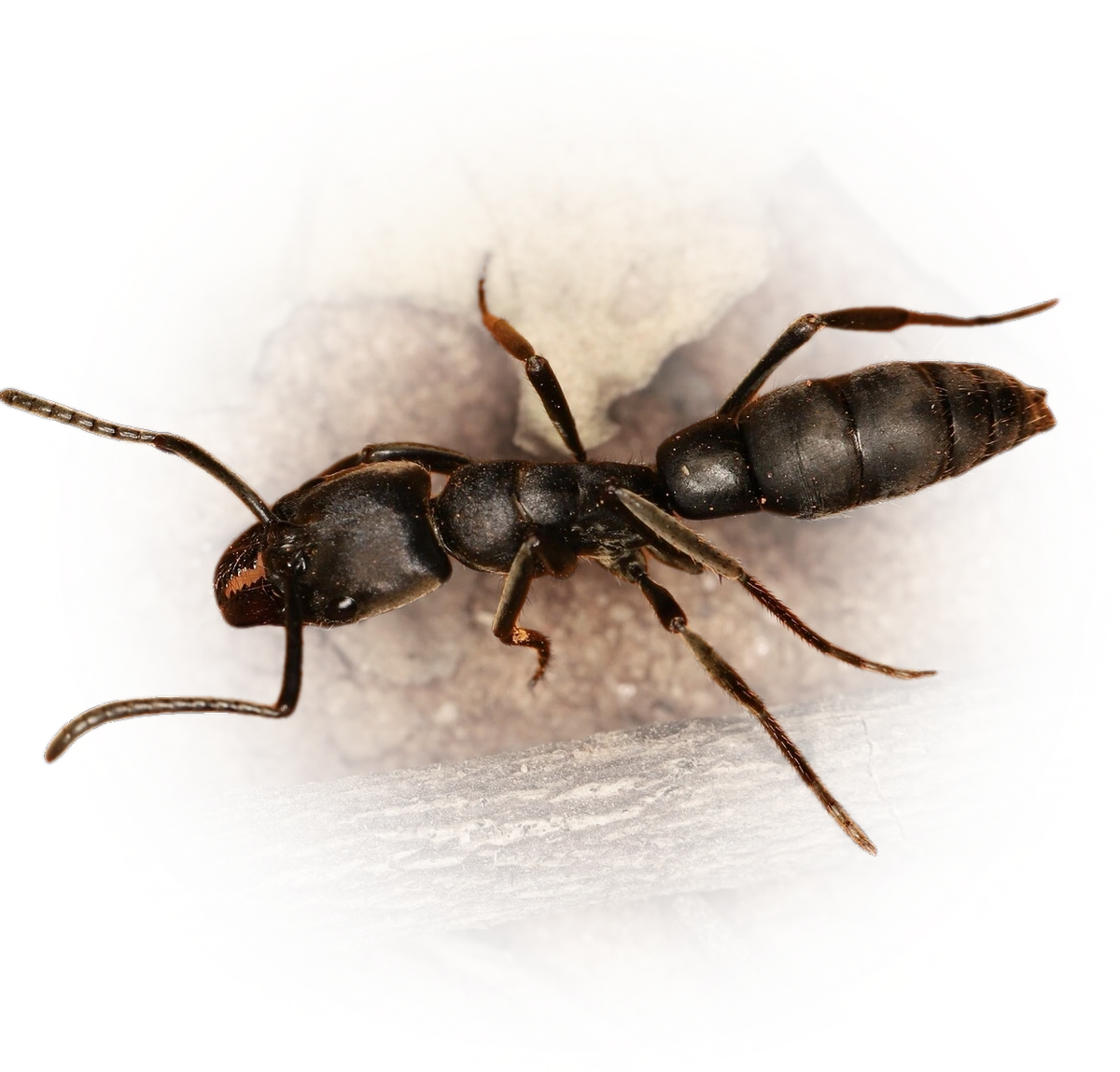 Scientific illustration of Pachycondyla crassinoda ant - showing key identification features including head, thorax, and gaster.