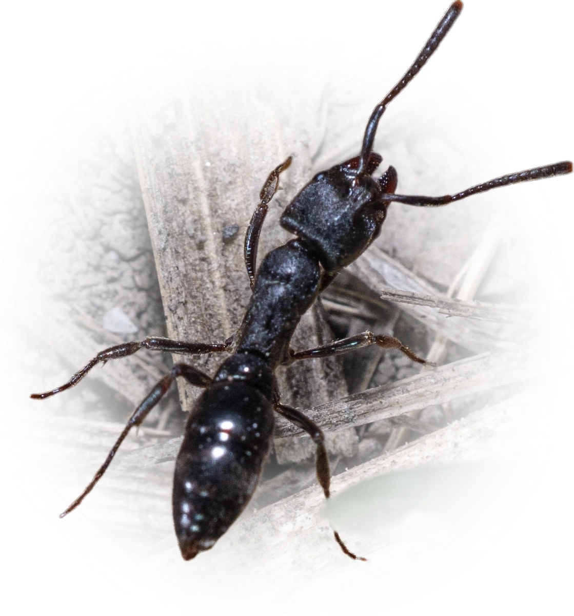 Scientific illustration of Pachycondyla harpax (Rapacious Panther Ant) - showing key identification features including head, thorax, and gaster.