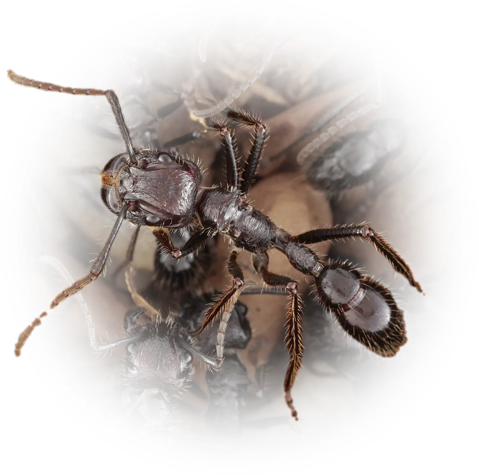 Scientific illustration of Paraponera clavata (Bullet Ant) - showing key identification features including head, thorax, and gaster.