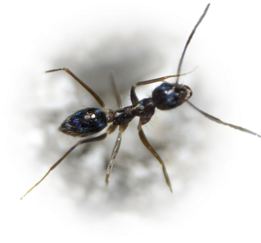 Scientific illustration of Paratrechina longicornis (Longhorn Crazy Ant) - showing key identification features including head, thorax, and gaster.
