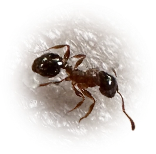 Scientific illustration of Pheidole bicarinata (Variable Big-headed Ant) - showing key identification features including head, thorax, and gaster.