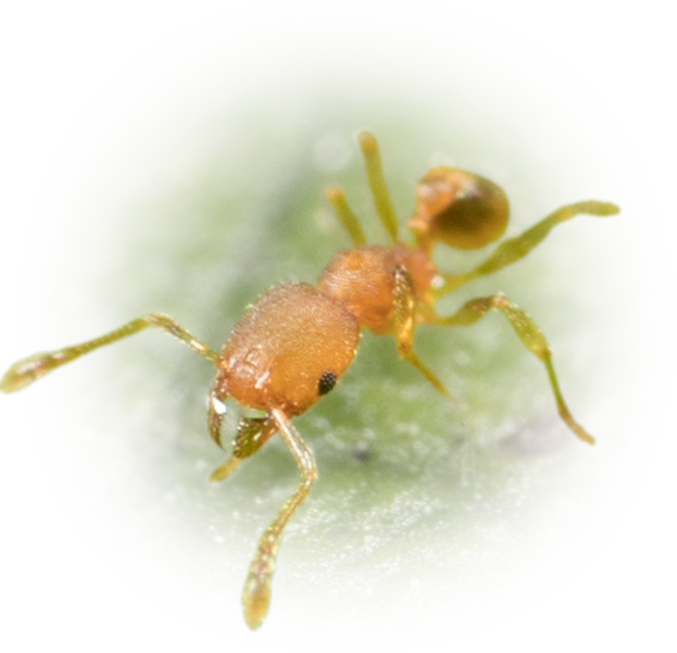 Scientific illustration of Pheidole bilimeki (Bilimek's Big-headed Ant) - showing key identification features including head, thorax, and gaster.
