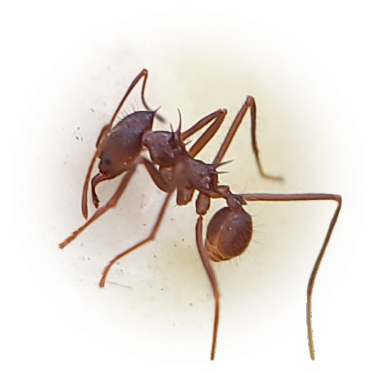 Scientific illustration of Atta cephalotes (Hairy-headed leafcutter ant) - showing key identification features including head, thorax, and gaster.