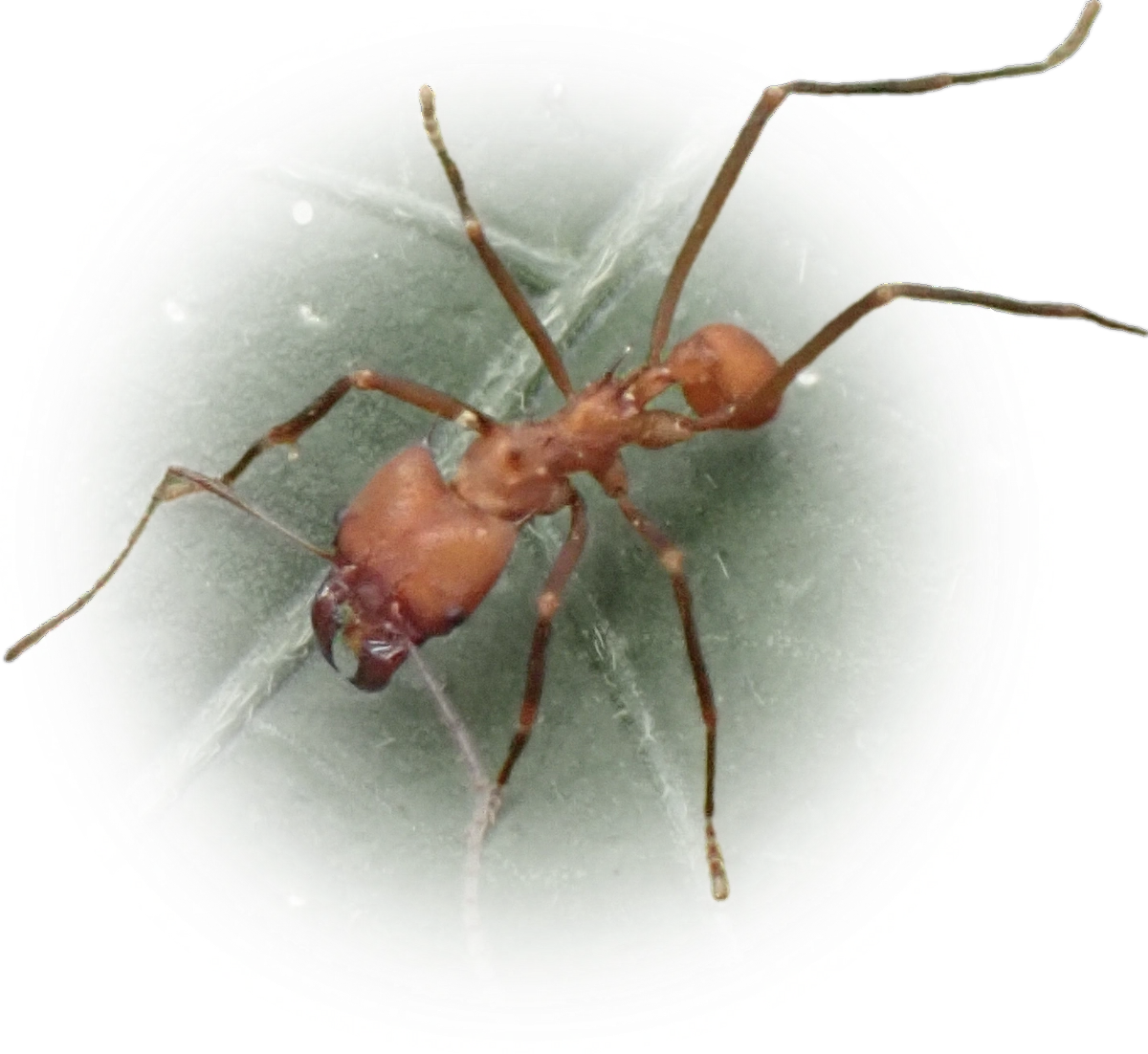 Scientific illustration of Atta colombica (Colombian Leafcutter Ant) - showing key identification features including head, thorax, and gaster.