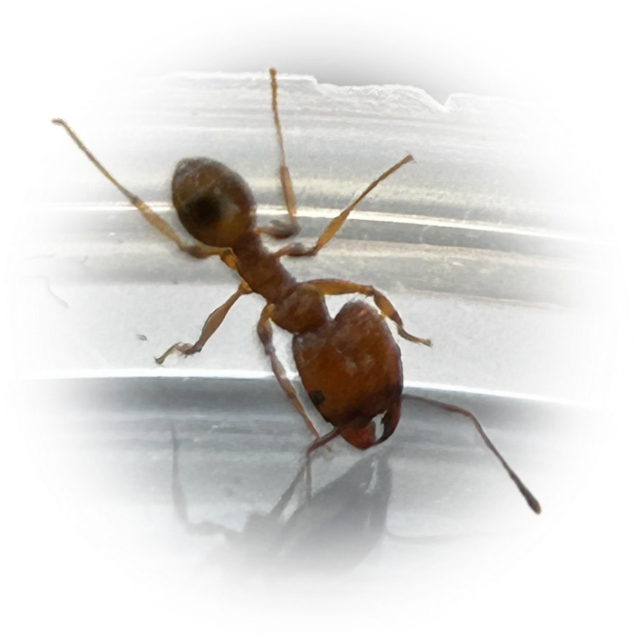 Scientific illustration of Pheidole dentata (Toothed Big-headed Ant) - showing key identification features including head, thorax, and gaster.