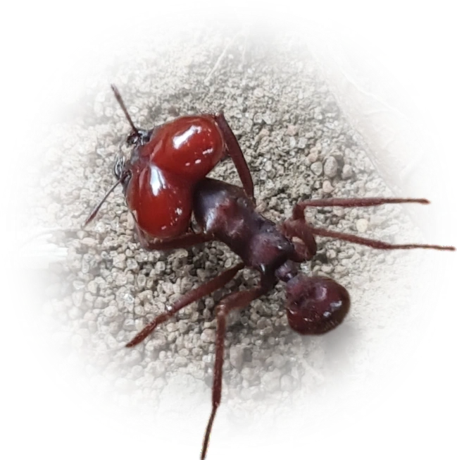 Scientific illustration of Atta laevigata ant - showing key identification features including head, thorax, and gaster.
