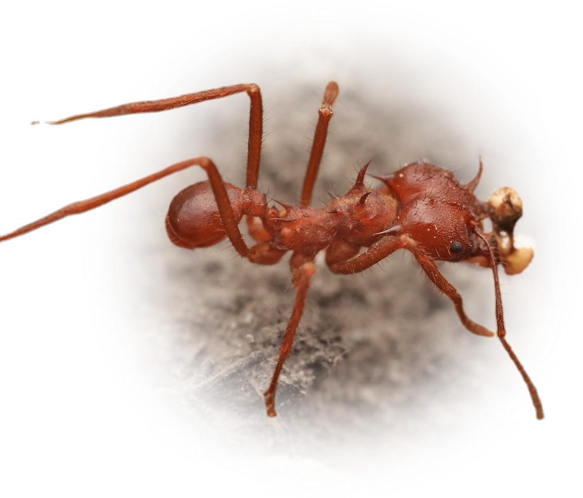 Scientific illustration of Atta mexicana (Chicatana Leafcutter Ant) - showing key identification features including head, thorax, and gaster.