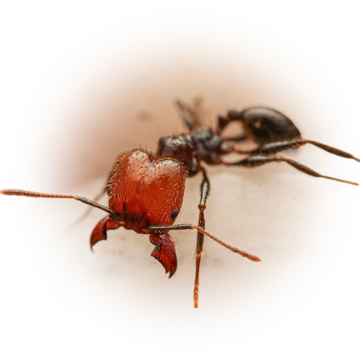 Scientific illustration of Pheidole fallax ant - showing key identification features including head, thorax, and gaster.