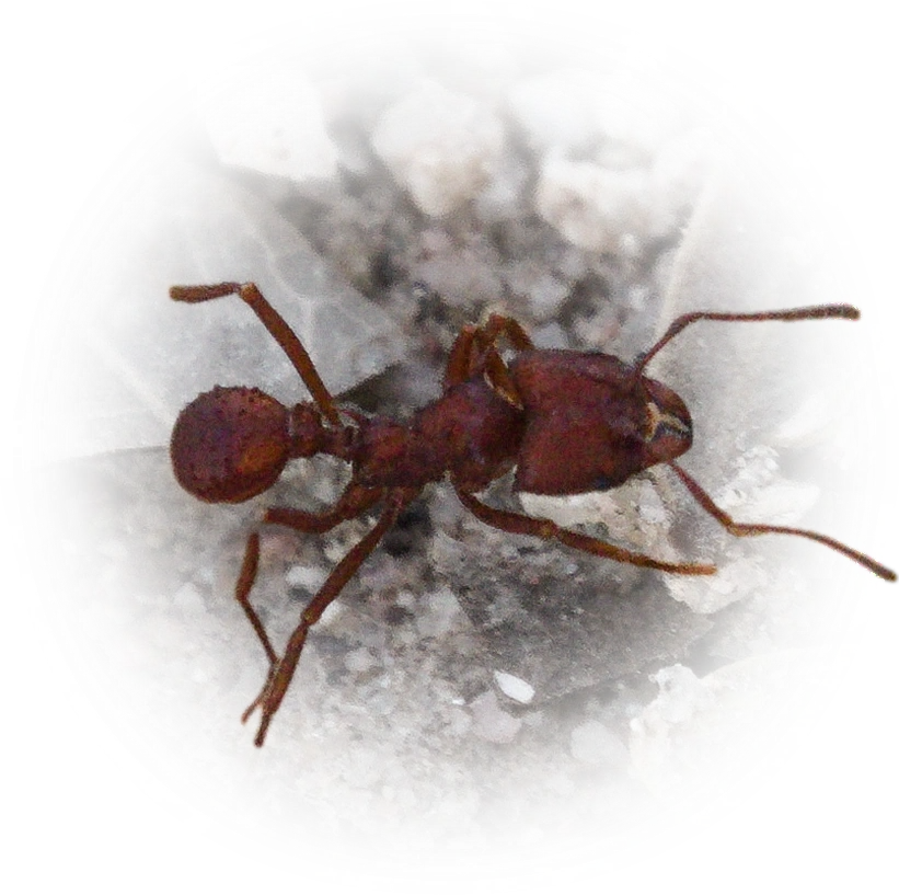 Scientific illustration of Acromyrmex versicolor (Desert Leaf-cutter Ant) - showing key identification features including head, thorax, and gaster.