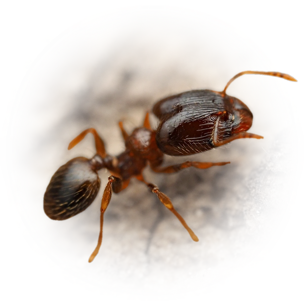 Scientific illustration of Pheidole flavens (Yellow Big-headed Ant) - showing key identification features including head, thorax, and gaster.