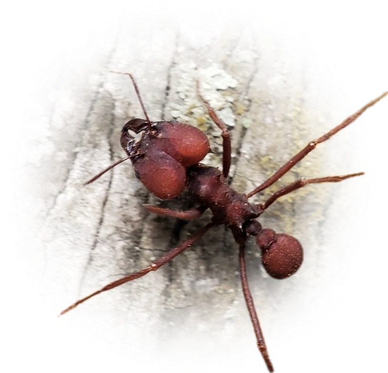 Scientific illustration of Atta sexdens ant - showing key identification features including head, thorax, and gaster.