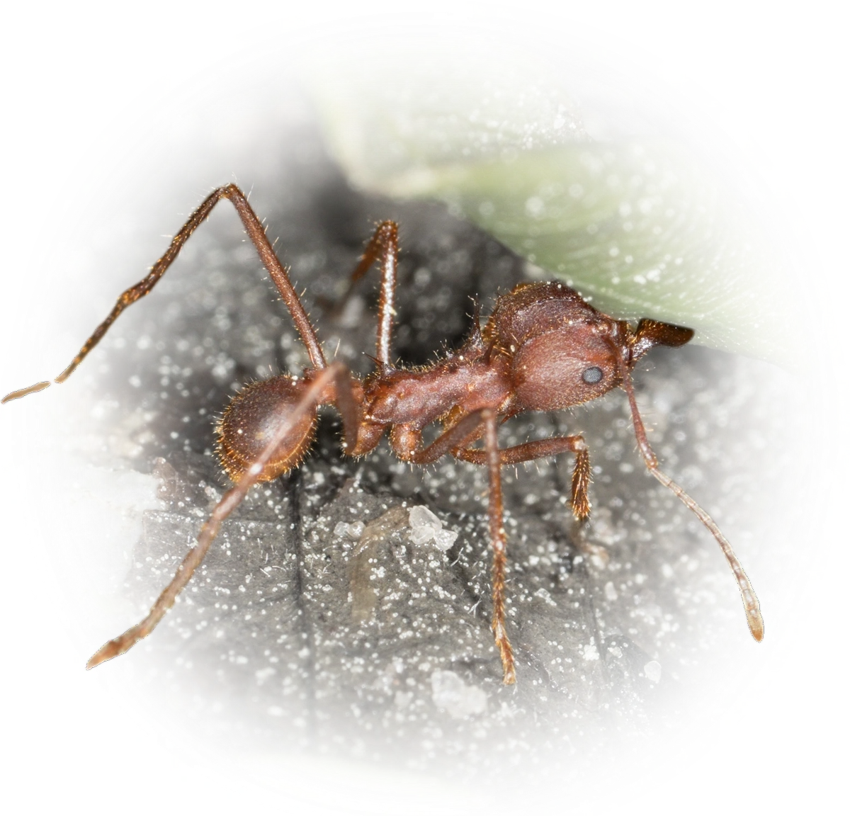 Scientific illustration of Atta texana (Texas Leafcutter Ant) - showing key identification features including head, thorax, and gaster.