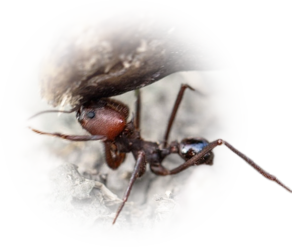 Scientific illustration of Atta vollenweideri (Chaco Leafcutter Ant) - showing key identification features including head, thorax, and gaster.