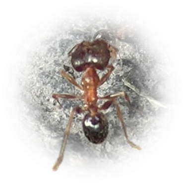 Scientific illustration of Pheidole indica (Indian Big-headed Ant) - showing key identification features including head, thorax, and gaster.