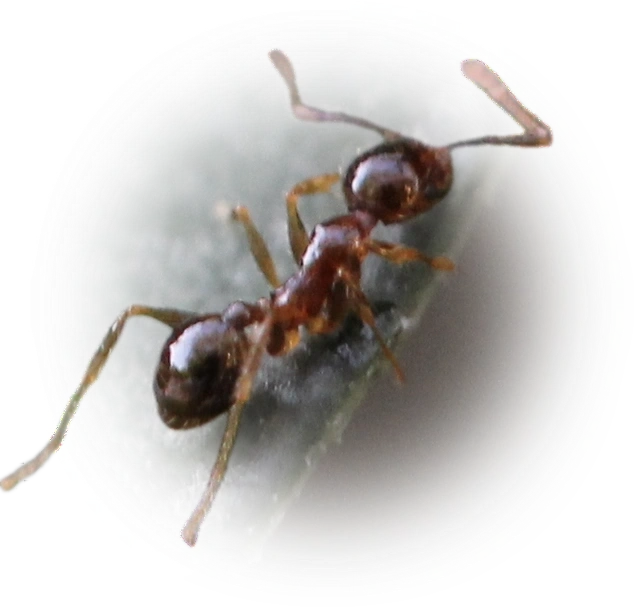 Scientific illustration of Pheidole megacephala (African Big-headed Ant) - showing key identification features including head, thorax, and gaster.