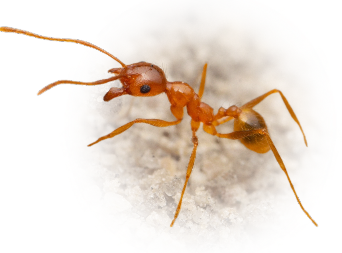 Scientific illustration of Pheidole morrisii (Morris' Big-headed Ant) - showing key identification features including head, thorax, and gaster.