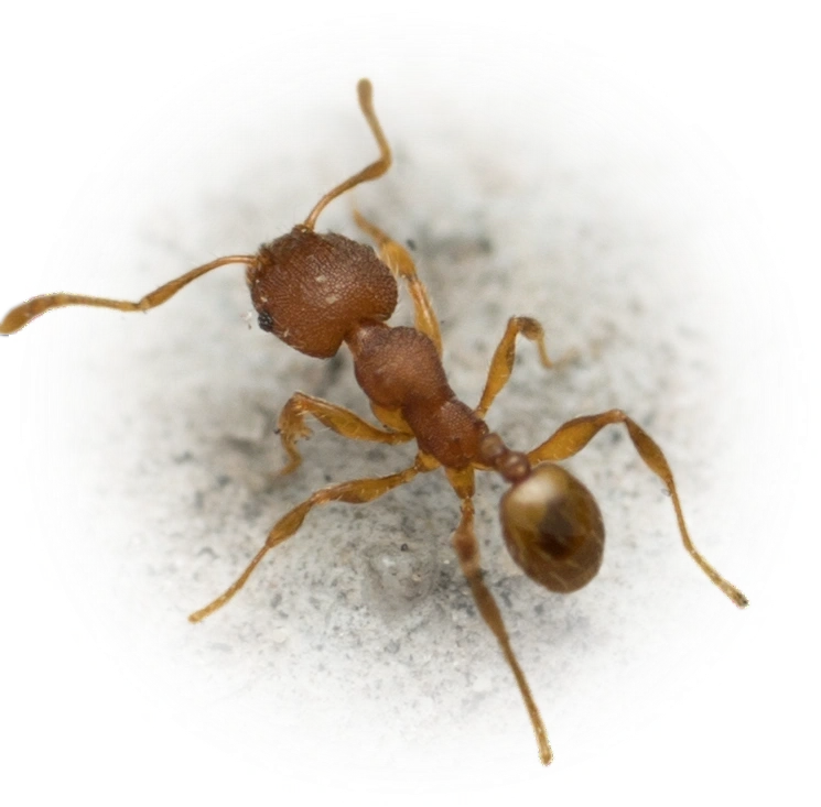 Scientific illustration of Pheidole navigans (Navigating Big-headed Ant) - showing key identification features including head, thorax, and gaster.