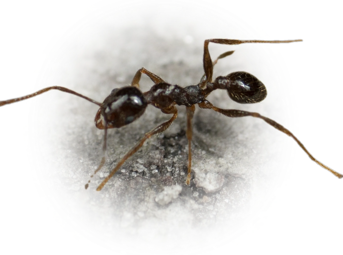Scientific illustration of Pheidole obscurithorax (Large Imported Big-headed Ant) - showing key identification features including head, thorax, and gaster.